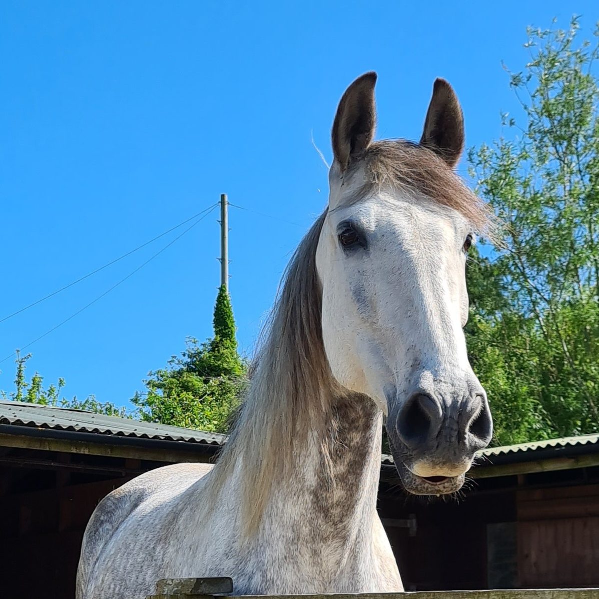 Avalar Equine Therapy and Education